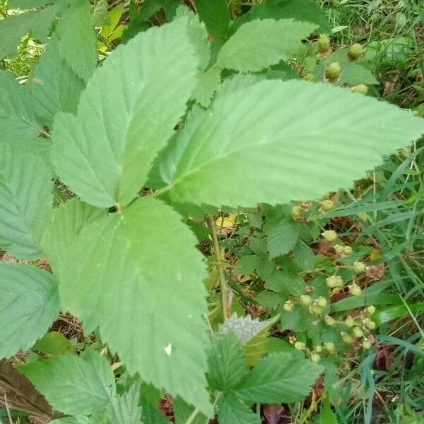 Rubus occidentalis Lehti