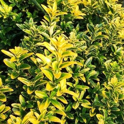 Euonymus japonicus Hoja