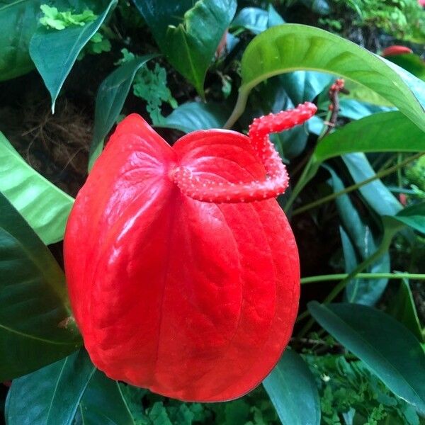 Anthurium scherzerianum Flower