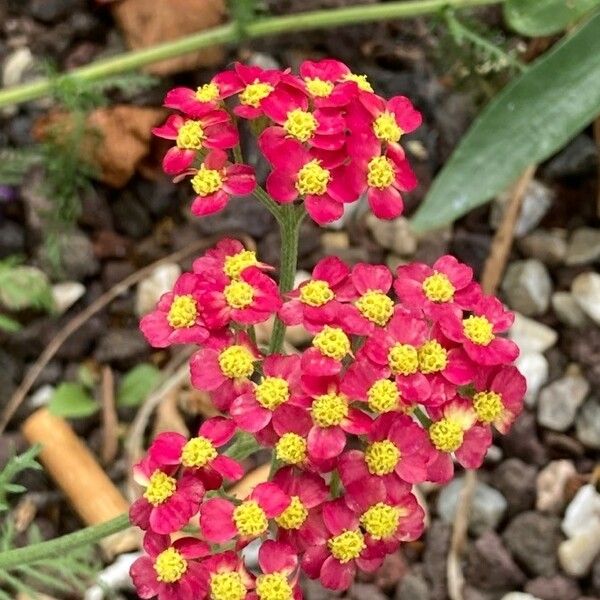 Achillea tomentosa Flor