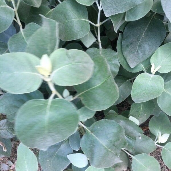 Barleria albostellata Leaf