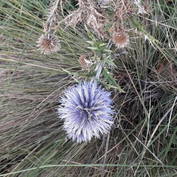 Echinops ritro Flor