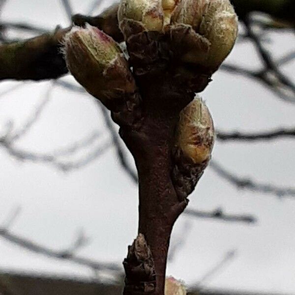 Prunus amygdalus Bloem