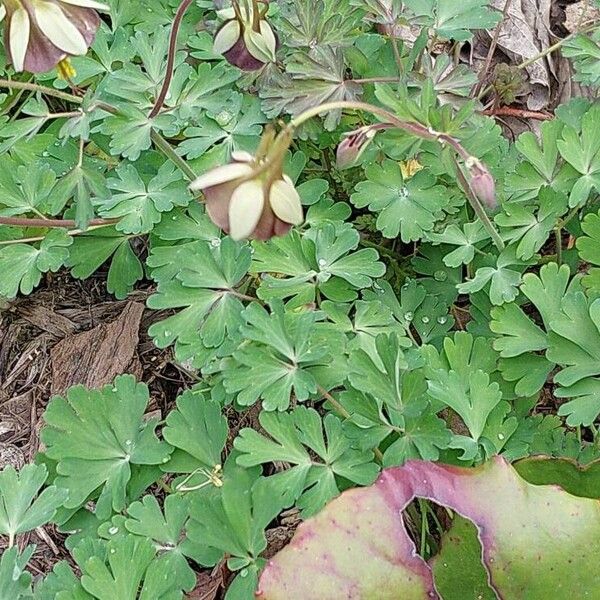 Aquilegia viridiflora Blad