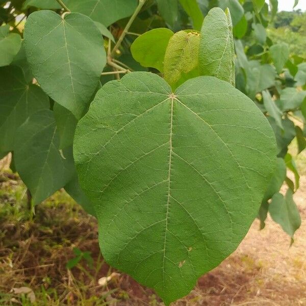 Croton urucurana Hoja