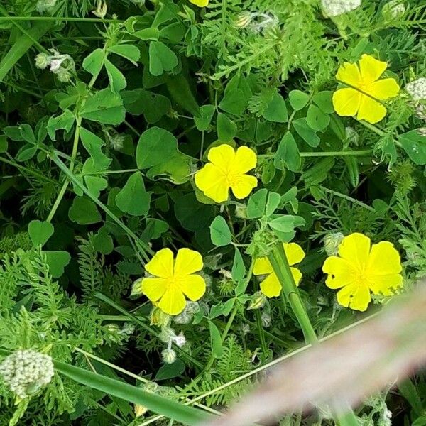 Oxalis stricta Flor