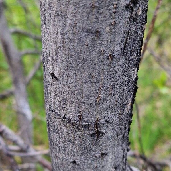 Salix pentandra പുറംതൊലി