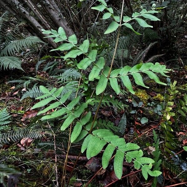 Osmunda regalis Feuille