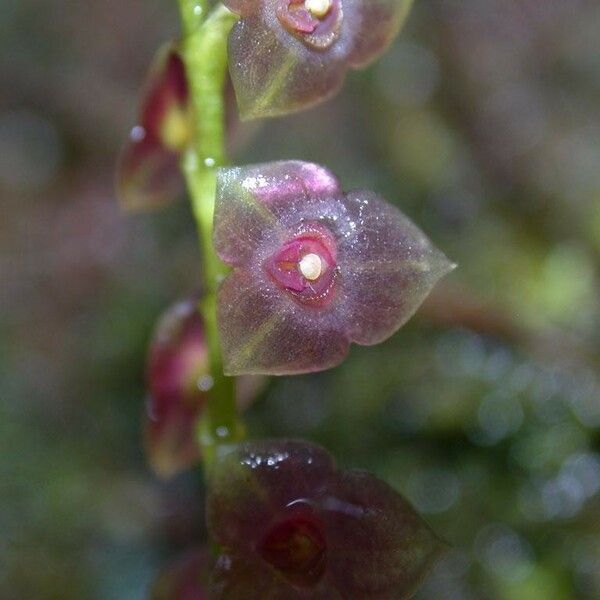 Stelis parvula Fruto