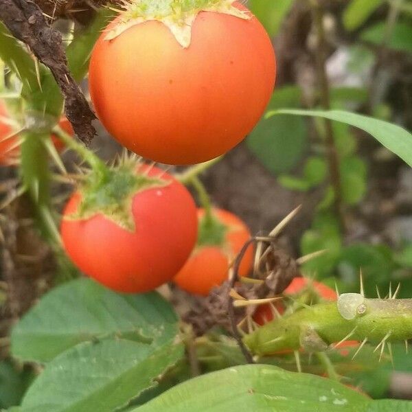 Solanum capsicoides 果