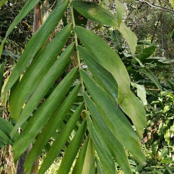 Ptychosperma macarthurii Leaf