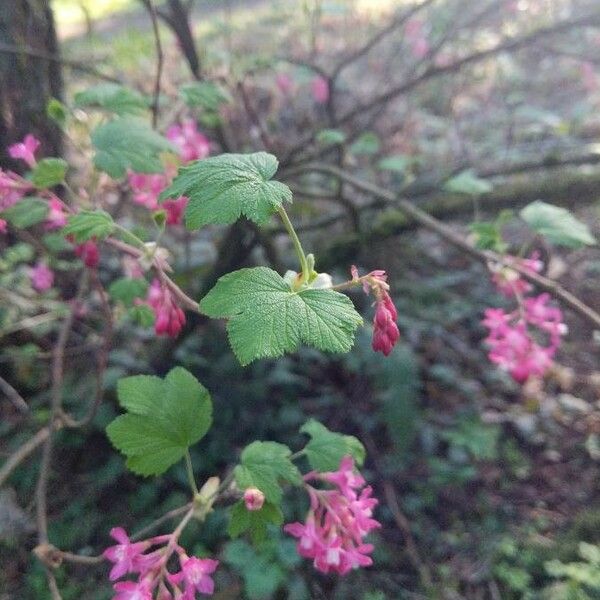 Ribes sanguineum Leaf