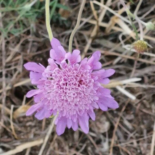 Scabiosa triandra Blomst