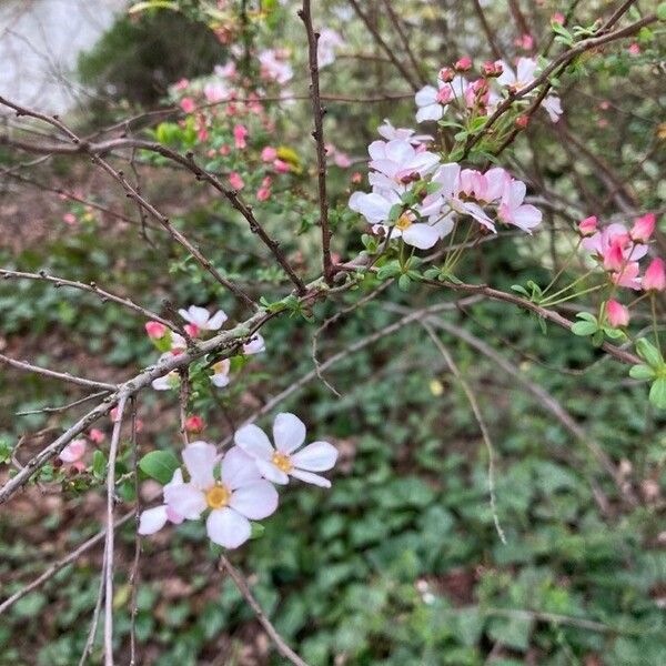 Prunus prostrata Květ
