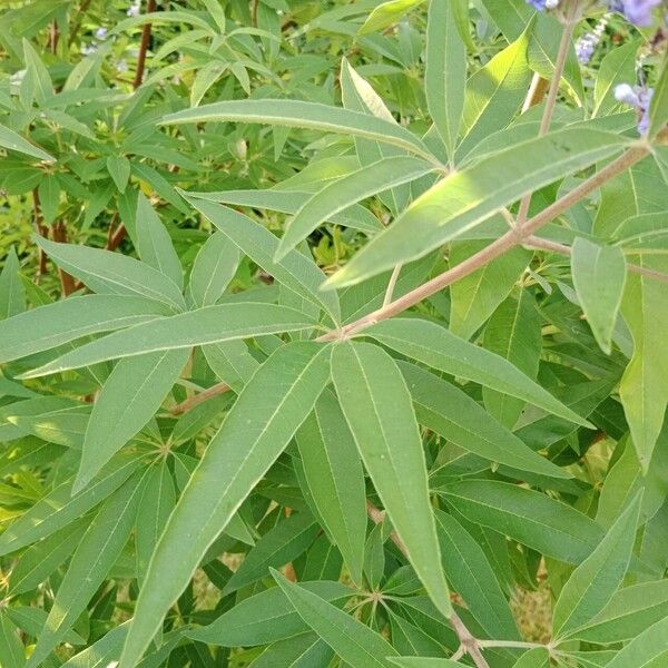 Vitex agnus-castus Folha