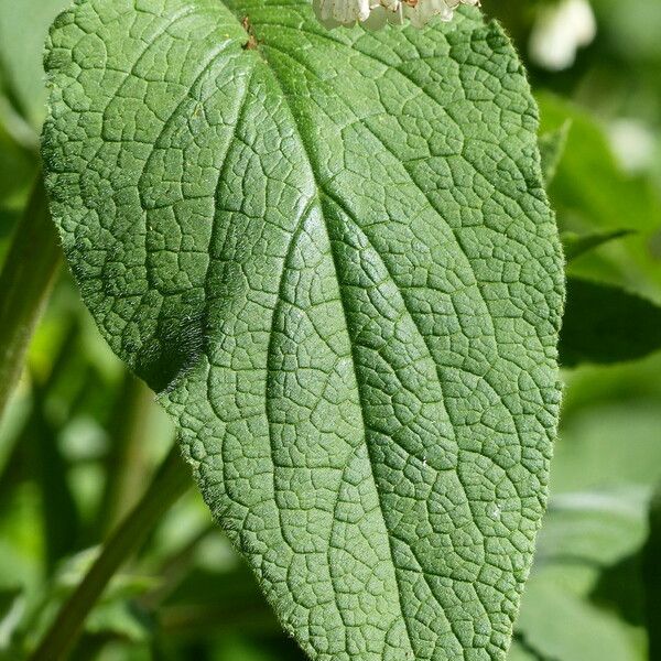 Symphytum orientale Feuille