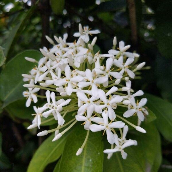 Ixora finlaysoniana Цвят