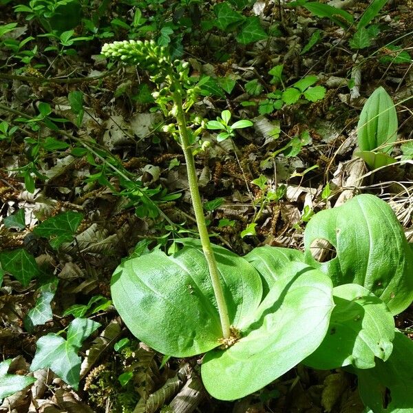 Neottia ovata موطن