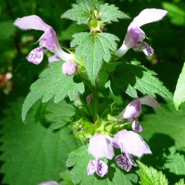 Lamium maculatum Virág