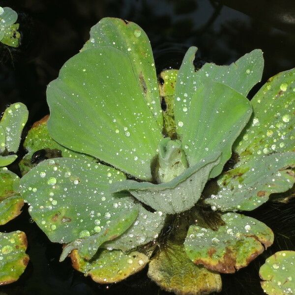 Pistia stratiotes Egyéb