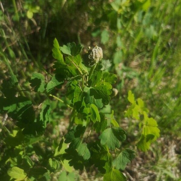 Thalictrum dioicum Yaprak