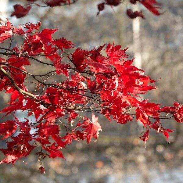 Acer palmatum Blatt