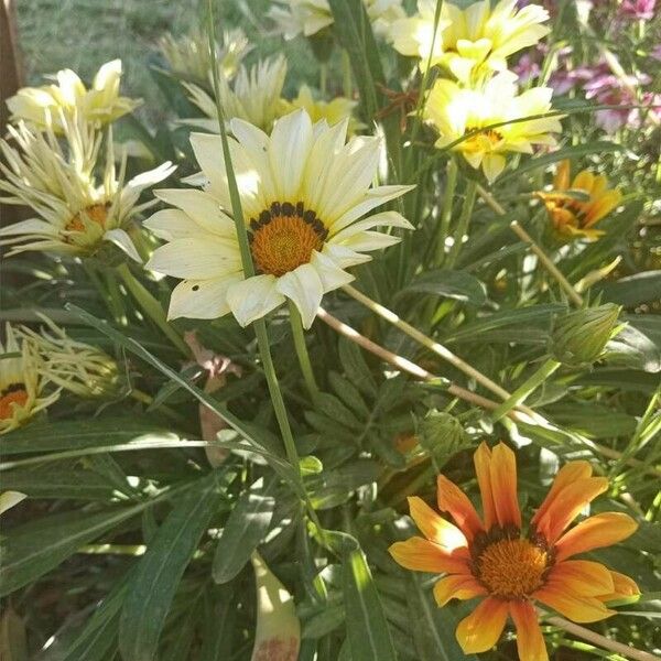 Gazania spp. Bloem