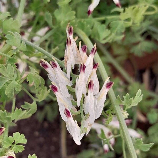 Fumaria capreolata Flower