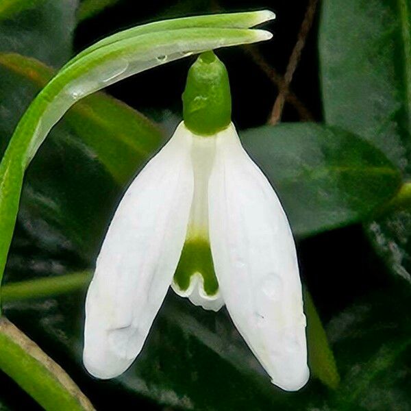 Galanthus nivalis Flower