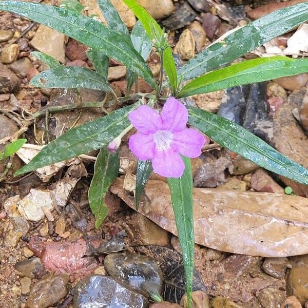 Ruellia strepens 花