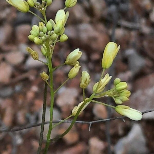 Biscutella laevigata 花