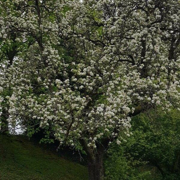 Pyrus communis Hábitos