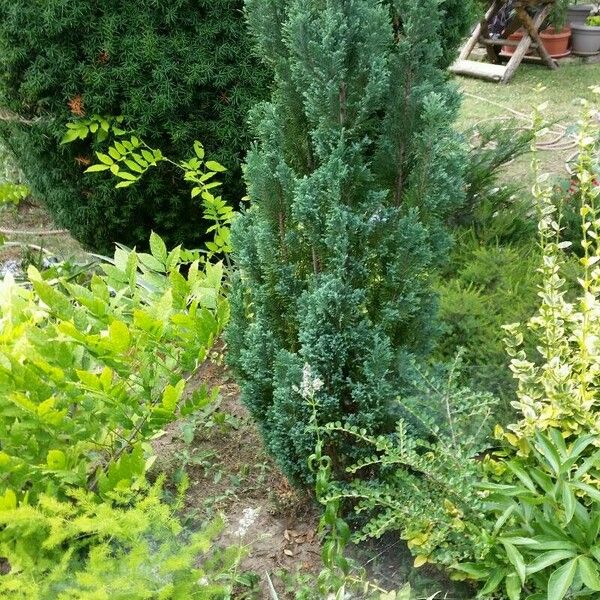 Juniperus chinensis Levél