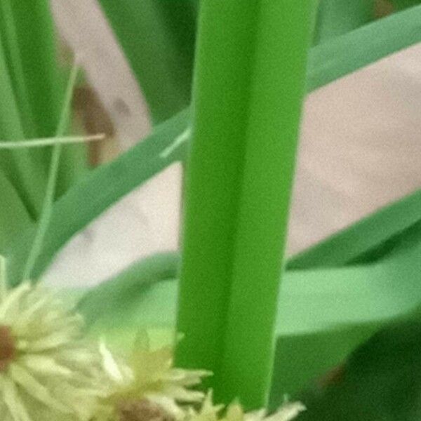 Cyperus ligularis 葉