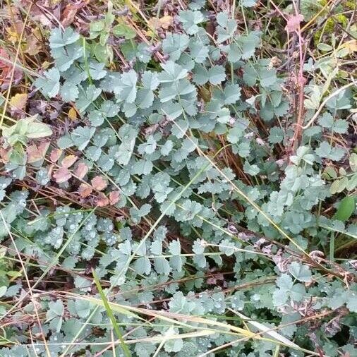 Sanguisorba minor Leaf