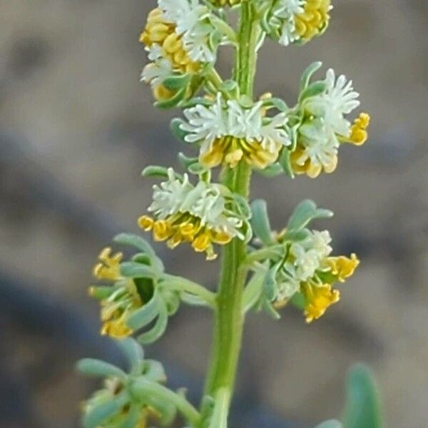 Reseda arabica Flower