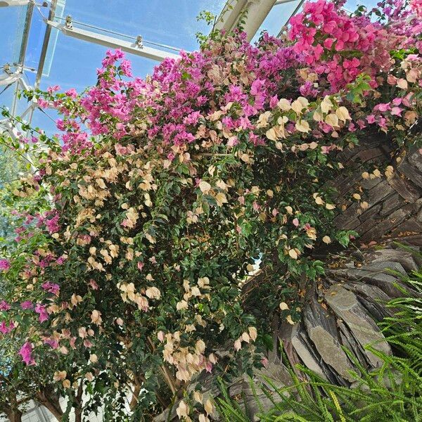 Bougainvillea glabra Habitus