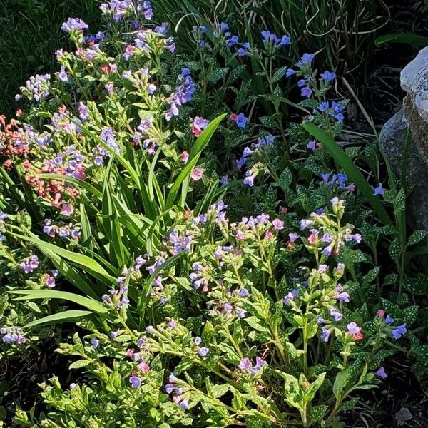 Pulmonaria officinalis फूल