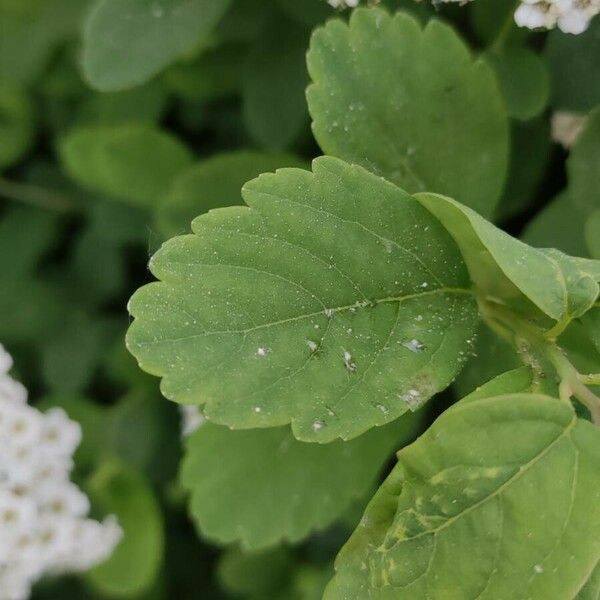 Spiraea chamaedryfolia Folha