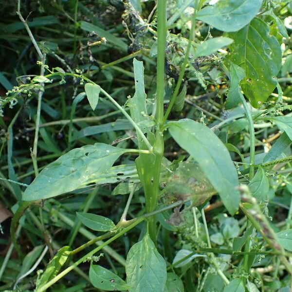 Lipandra polysperma Fuelha