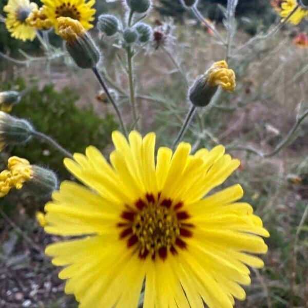 Madia elegans Flower