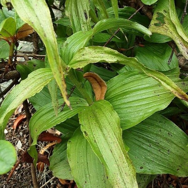 Epipactis helleborine List