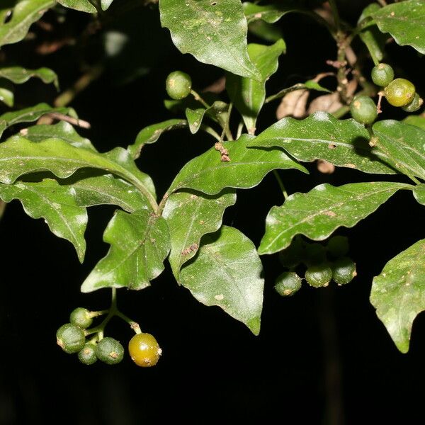 Psychotria biaristata Fruit