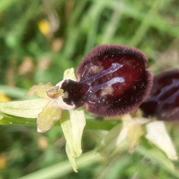 Ophrys provincialis Floare