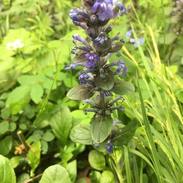 Ajuga reptans Flower