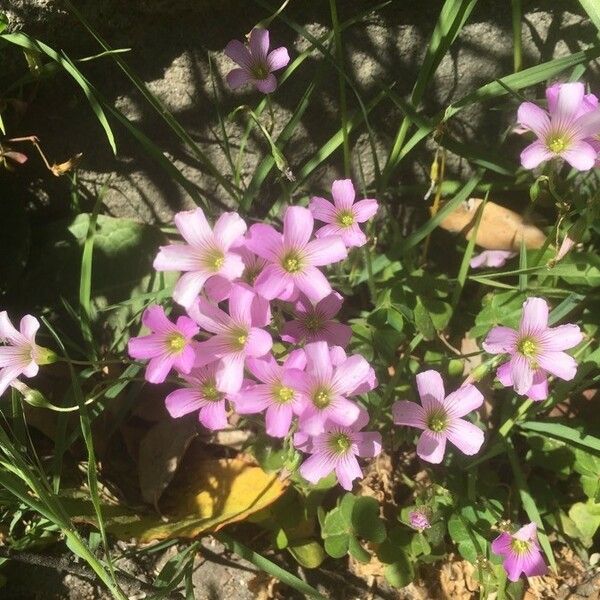 Oxalis articulata 花