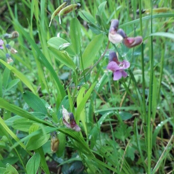 Lathyrus linifolius Lorea