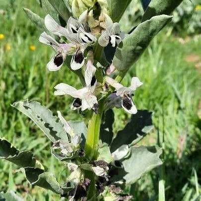 Vicia faba फूल