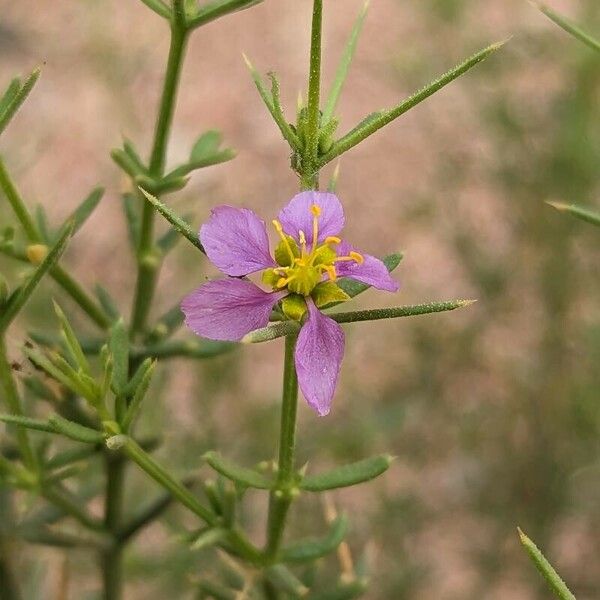 Fagonia arabica Flor