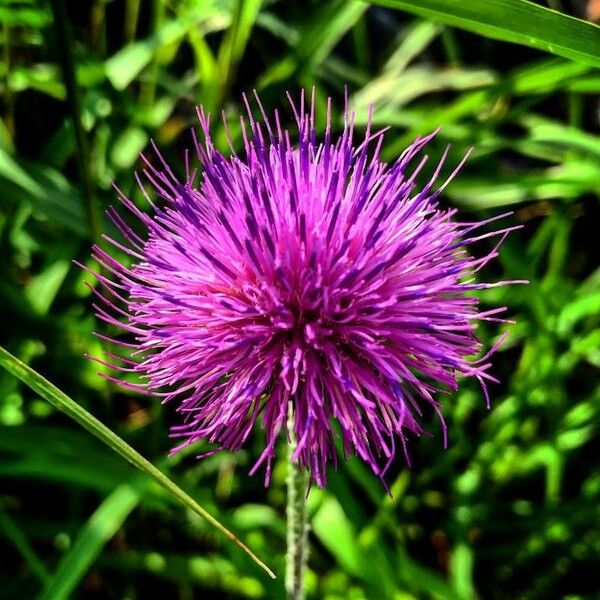 Cirsium canum फूल